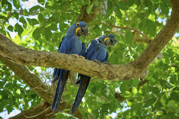 Pair of blue parrots on a branch amidst tropical foliage, Hyacinth Macaw (Anodorhynchus hyacinthinus), Pantanal, UNESCO Biosphere Reserve, World Heritage Site, Mato Grosso, Brazil