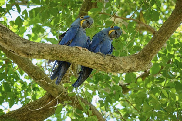 Two parrots camping together on a tree branch in the greenery, Hyacinth Macaw (Anodorhynchus hyacinthinus), Pantanal, UNESCO Biosphere Reserve, World Heritage Site, Mato Grosso, Brazil