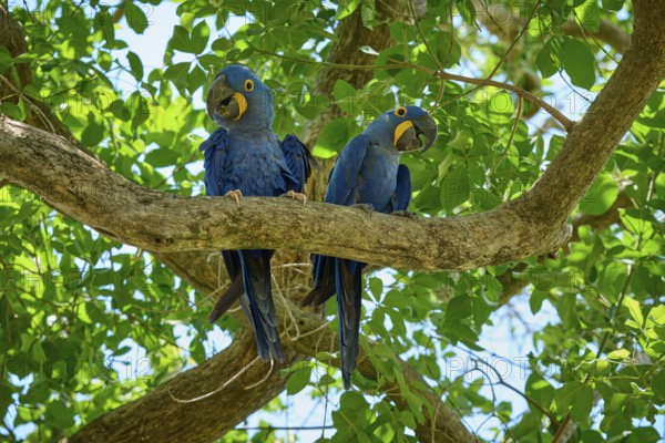 Two blue parrots sitting close together on a branch in the greenery, Hyacinth Macaw (Anodorhynchus hyacinthinus), Pantanal, UNESCO Biosphere Reserve, World Heritage Site, Mato Grosso, Brazil