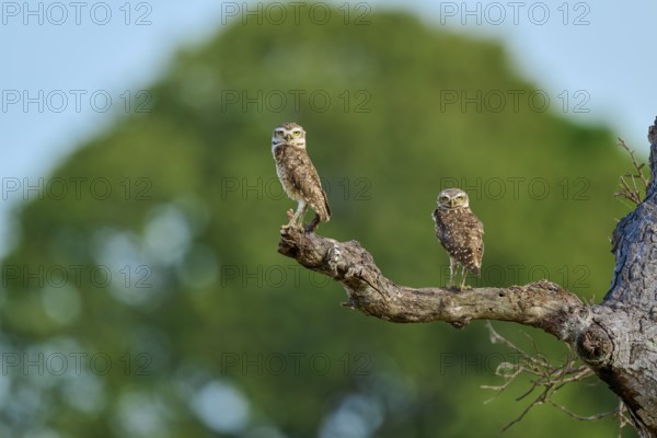 Two owls calmly perched on a branch with a green, blurred background, Burrowing Owl (Athene cunicularia), Pantanal, UNESCO Biosphere Reserve, World Heritage Site, Mato Grosso, Brazil