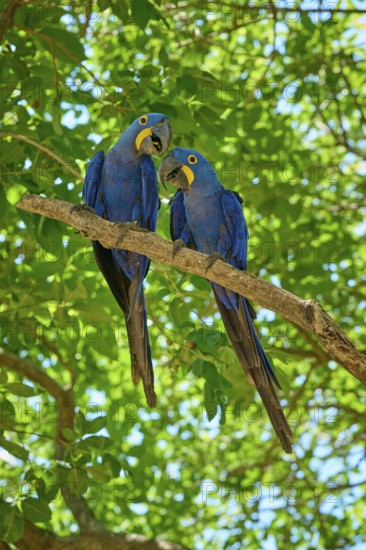 Two blue parrots looking at each other, surrounded by green foliage and sunlight, Hyacinth Macaw (Anodorhynchus hyacinthinus), Pantanal, UNESCO Biosphere Reserve, World Heritage Site, Mato Grosso, Brazil