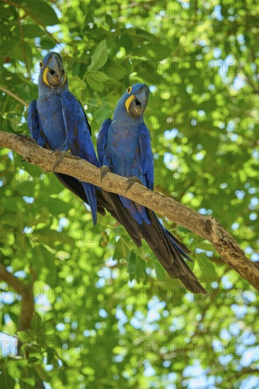 Two blue parrots on a branch with lush green foliage in a natural environment, Hyacinth Macaw (Anodorhynchus hyacinthinus), Pantanal, UNESCO Biosphere Reserve, World Heritage Site, Mato Grosso, Brazil
