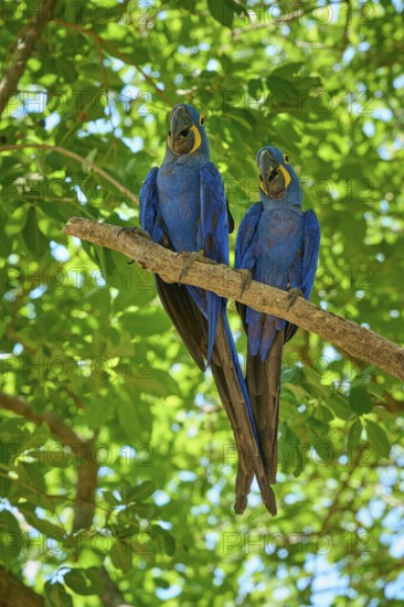 Two blue parrots sitting on a branch with vivid green leaves in the background, Hyacinth Macaw (Anodorhynchus hyacinthinus), Pantanal, UNESCO Biosphere Reserve, World Heritage Site, Mato Grosso, Brazil