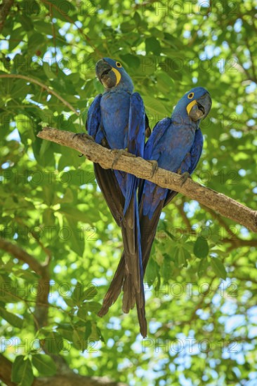 Pair of blue parrots sitting close together on a branch surrounded by dense foliage, Hyacinth Macaw (Anodorhynchus hyacinthinus), Pantanal, UNESCO Biosphere Reserve, World Heritage Site, Mato Grosso, Brazil