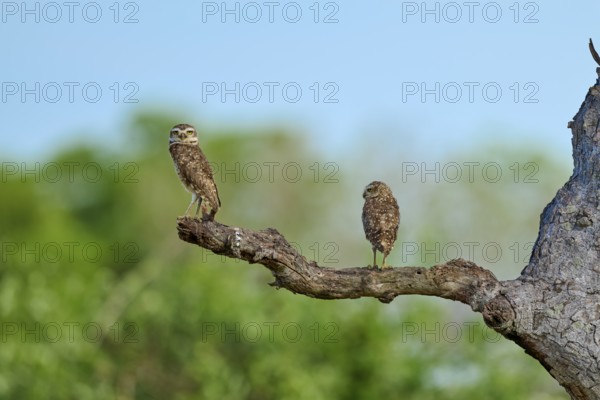 Two owls sitting on a branch in front of a blurred green background under a blue sky, Burrowing Owl (Athene cunicularia), Pantanal, UNESCO Biosphere Reserve, World Heritage Site, Mato Grosso, Brazil