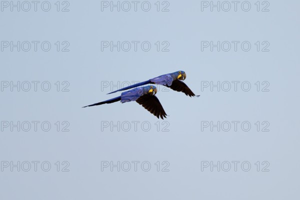 Two flying Hyacinth Macaws in front of a bright blue sky, symbolising freedom in nature, Hyacinth Macaw (Anodorhynchus hyacinthinus), Pantanal, UNESCO Biosphere Reserve, World Heritage Site, Mato Grosso, Brazil