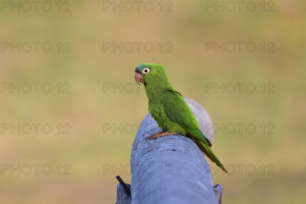 Green parrot sitting in quiet contemplation on a railing in peaceful surroundings, Blue-headed Parakeets or Sharp-tailed Parakeets (Psittacara acuticaudatus), Pantanal, UNESCO Biosphere Reserve, World Heritage Site, Mato Grosso, Brazil