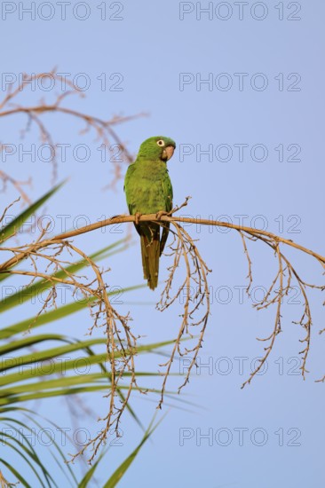 Green parrot sitting alertly on a branch with clear sky in the background, Blue-headed Parakeets or Sharp-tailed Parakeets (Psittacara acuticaudatus), Pantanal, UNESCO Biosphere Reserve, World Heritage Site, Mato Grosso, Brazil