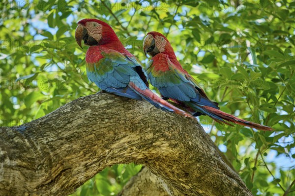 Green-winged Macaw, or Dark Red Macaw (Ara chloroptera), Two birds sitting on a branch amidst lush green foliage, Pantanal, UNESCO Biosphere Reserve, World Heritage Site, Mato Grosso, Brazil