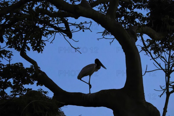 A bird sits silhouetted on a branch against a blue evening sky, Jabiru (Jabiru mycteria), Pantanal, UNESCO Biosphere Reserve, World Heritage Site, Mato Grosso, Brazil