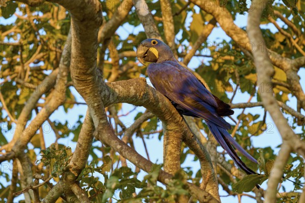A parrot resting on a branch during the golden hour surrounded by leaves, Hyacinth Macaw (Anodorhynchus hyacinthinus), Pantanal, UNESCO Biosphere Reserve, World Heritage Site, Mato Grosso, Brazil