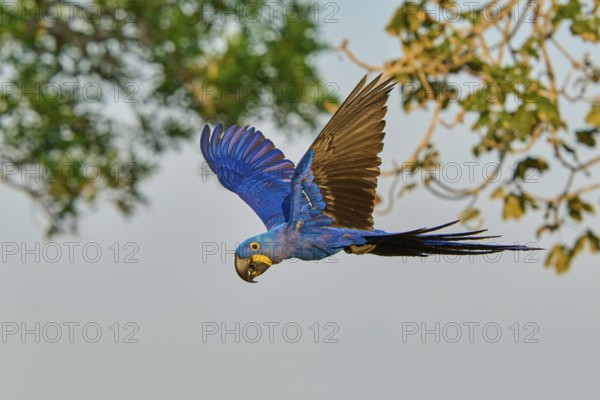 A blue parrot flies through the air in front of a background of branches, Hyacinth Macaw (Anodorhynchus hyacinthinus), Pantanal, UNESCO Biosphere Reserve, World Heritage Site, Mato Grosso, Brazil