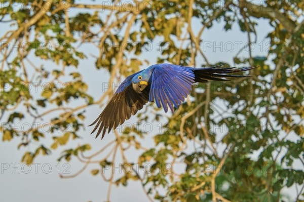 A blue parrot flies in front of trees in the background, Hyacinth Macaw (Anodorhynchus hyacinthinus), Pantanal, UNESCO Biosphere Reserve, World Heritage Site, Mato Grosso, Brazil