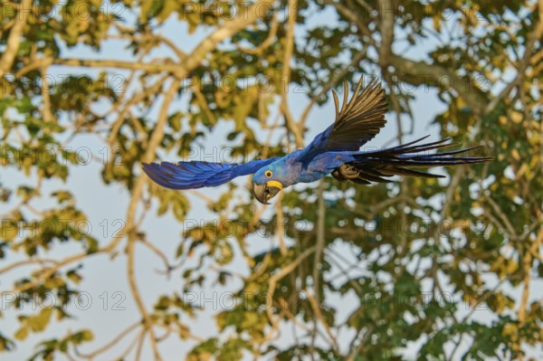 A blue parrot flies against a background of trees, Hyacinth Macaw (Anodorhynchus hyacinthinus), Pantanal, UNESCO Biosphere Reserve, World Heritage Site, Mato Grosso, Brazil