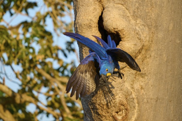 A blue parrot spreads its wings and flies away from its breeding den in a tree trunk, Hyacinth Macaw (Anodorhynchus hyacinthinus), Pantanal, UNESCO Biosphere Reserve, World Heritage Site, Mato Grosso, Brazil