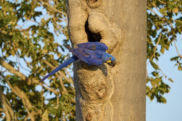 Blue parrot climbing on a tree trunk in front of a breeding den, Hyacinthine Macaw (Anodorhynchus hyacinthinus), Pantanal, UNESCO Biosphere Reserve, World Heritage Site, Mato Grosso, Brazil