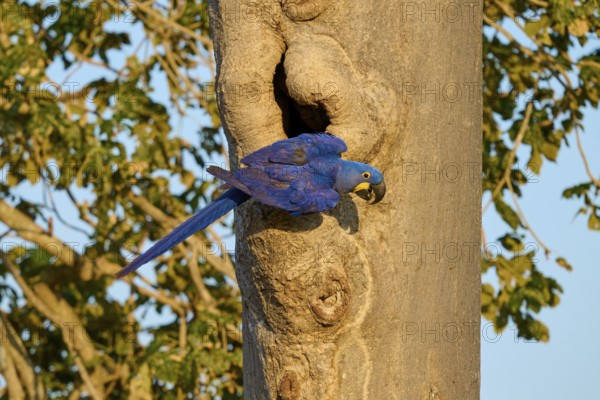 A blue parrot sitting on a tree trunk in front of a breeding den in sunny weather, Hyacinth Macaw (Anodorhynchus hyacinthinus), Pantanal, UNESCO Biosphere Reserve, World Heritage Site, Mato Grosso, Brazil