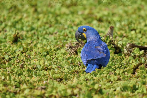 A blue parrot on a green background, looking backwards, on the shore of a lake with water lettuce and drinking water, Hyacinth Macaw (Anodorhynchus hyacinthinus), Pantanal, UNESCO Biosphere Reserve, World Heritage Site, Mato Grosso, Brazil