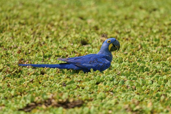 A blue parrot sits amidst green vegetation on the shore of a lake with water lettuce and drinks water, Hyacinth Macaw (Anodorhynchus hyacinthinus), Pantanal, UNESCO Biosphere Reserve, World Heritage Site, Mato Grosso, Brazil
