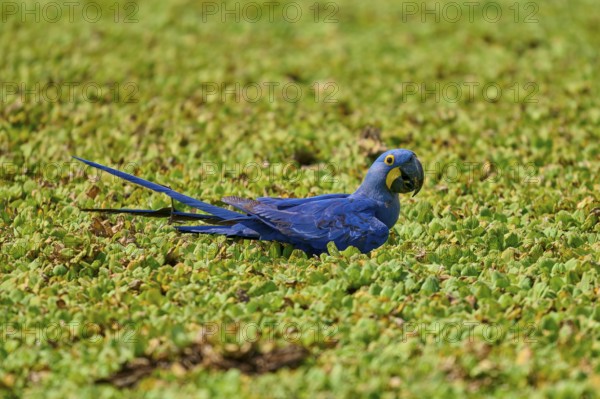 A blue parrot rests relaxed in a green shore area of a lake with water lettuce and drinks water, Hyacinth Macaw (Anodorhynchus hyacinthinus), Pantanal, UNESCO Biosphere Reserve, World Heritage Site, Mato Grosso, Brazil