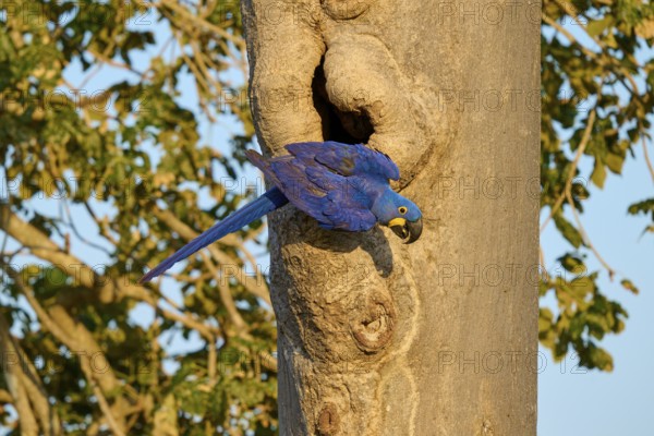 A blue parrot clings to a tree trunk in front of an open-air breeding den, Hyacinth Macaw (Anodorhynchus hyacinthinus), Pantanal, UNESCO Biosphere Reserve, World Heritage Site, Mato Grosso, Brazil