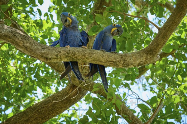 Two blue parrots sitting on a branch in a tropical tree, Hyacinth Macaw (Anodorhynchus hyacinthinus), Pantanal, UNESCO Biosphere Reserve, World Heritage Site, Mato Grosso, Brazil