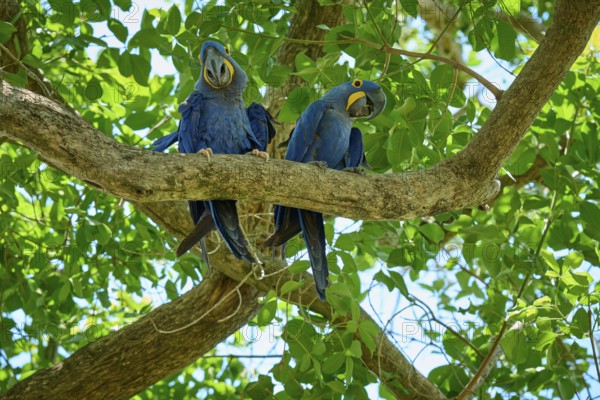 Pair of blue parrots on a high branch, surrounded by dense green foliage, Hyacinth Macaw (Anodorhynchus hyacinthinus), Pantanal, UNESCO Biosphere Reserve, World Heritage Site, Mato Grosso, Brazil
