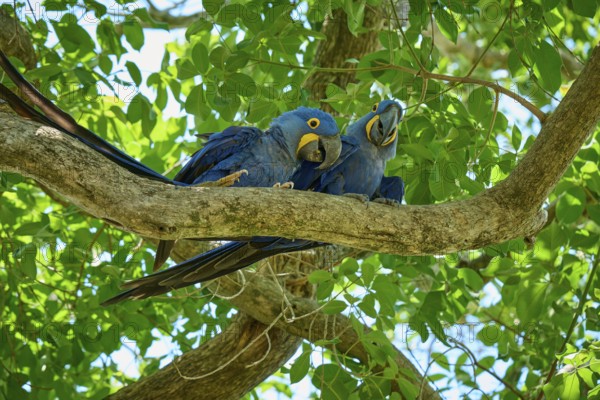 Two blue parrots resting on a curved branch in the midst of green vegetation, Hyacinth Macaw (Anodorhynchus hyacinthinus), Pantanal, UNESCO Biosphere Reserve, World Heritage Site, Mato Grosso, Brazil