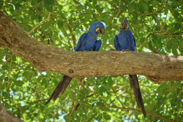 Two blue parrots resting on a thick tree trunk, surrounded by shade and foliage, Hyacinth Macaw (Anodorhynchus hyacinthinus), Pantanal, UNESCO Biosphere Reserve, World Heritage Site, Mato Grosso, Brazil