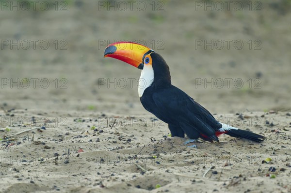 A toucan with an elongated beak poses on the sandy ground, giant toucan (Ramphastos toco), Pantanal, UNESCO Biosphere Reserve, World Heritage Site, Mato Grosso, Brazil
