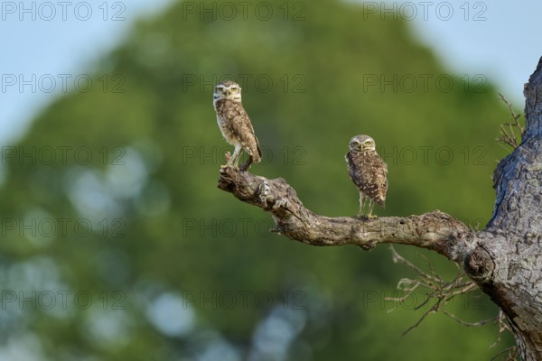 Two owls standing side by side on a branch against a green background, Burrowing Owl (Athene cunicularia), Pantanal, UNESCO Biosphere Reserve, World Heritage Site, Mato Grosso, Brazil