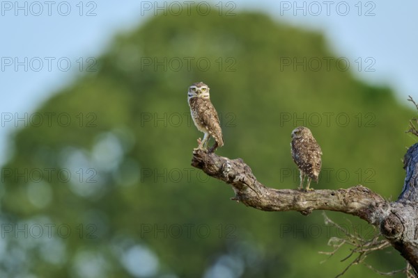 Two owls on a branch with blurred green background and bright sky, Burrowing Owl (Athene cunicularia), Pantanal, UNESCO Biosphere Reserve, World Heritage Site, Mato Grosso, Brazil