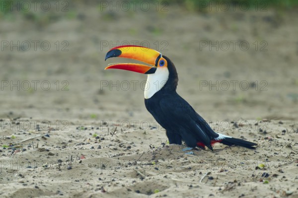 A toucan with a large, colourful beak on sandy ground, giant toucan (Ramphastos toco), Pantanal, UNESCO Biosphere Reserve, World Heritage Site, Mato Grosso, Brazil