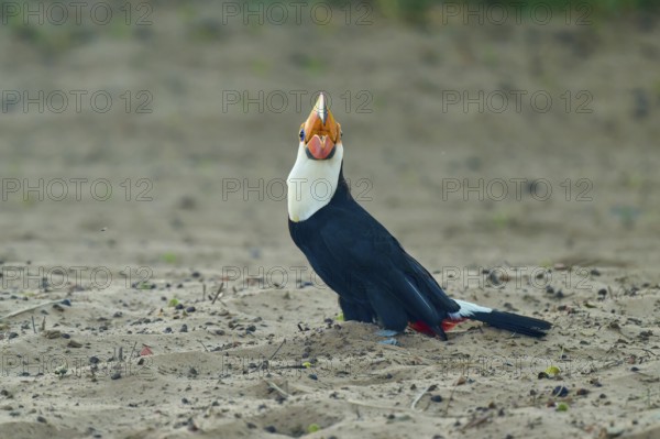 A toucan sits on sandy ground, its colourful beak is striking, giant toucan (Ramphastos toco), Pantanal, UNESCO Biosphere Reserve, World Heritage Site, Mato Grosso, Brazil
