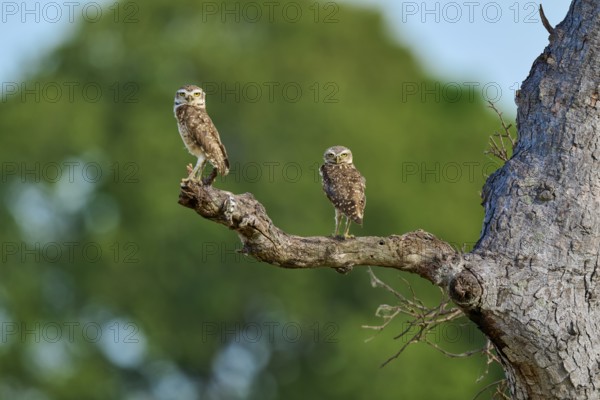 Two owls resting on a branch, surrounded by a blurred background and a clear sky, Burrowing Owl (Athene cunicularia), Pantanal, UNESCO Biosphere Reserve, World Heritage Site, Mato Grosso, Brazil