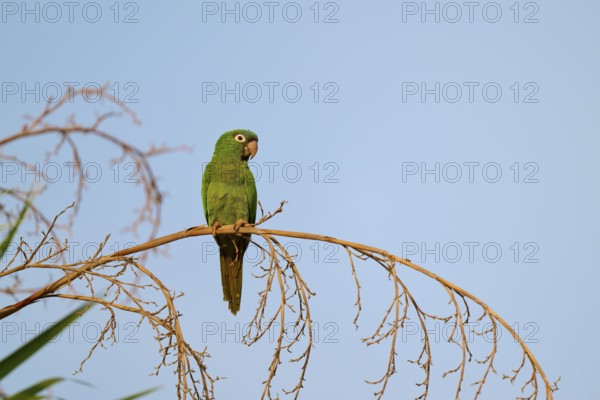 Green parrot sitting peacefully on a branch with blue sky in the background, Blue-headed Parakeets or Sharp-tailed Parakeets (Psittacara acuticaudatus), Pantanal, UNESCO Biosphere Reserve, World Heritage Site, Mato Grosso, Brazil