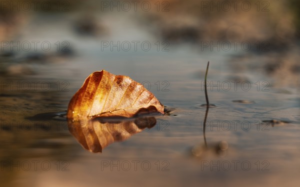Autumn leaf of a beech (Fagus sylvatica), leaf floats in a shallow puddle of water with clear reflection, warm golden light and calm, atmospheric autumn atmosphere with soft background bokeh, Dortmund, North Rhine-Westphalia, Germany