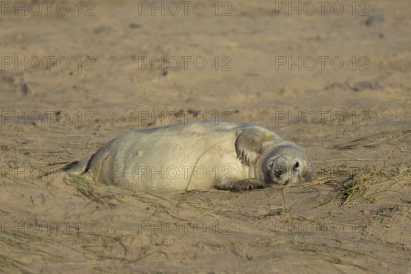 Grey seal (Halichoerus grypus) juvenile baby pup animal resting on a sand dune by a beach in winter, England, United Kingdom