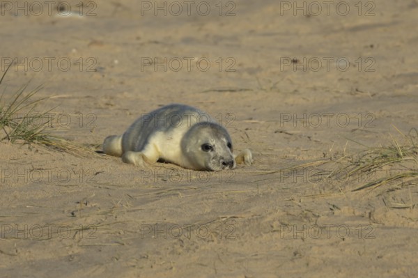 Grey seal (Halichoerus grypus) juvenile baby pup animal resting on a sandy beach in winter, England, United Kingdom