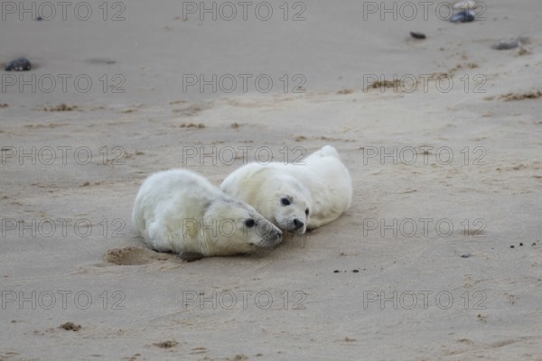Grey seal (Halichoerus grypus) two juvenile baby pup animals on the sand of a beach in winter, England, United Kingdom