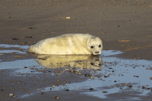 Grey seal (Halichoerus grypus) juvenile baby pup animal with its reflection in water on a beach in winter, England, United Kingdom