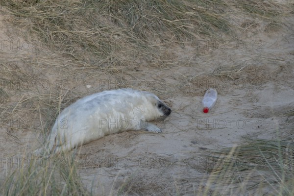 Grey seal (Halichoerus grypus) juvenile baby pup animal resting on a sand dune on a beach in winter next to a plastic bottle left as litter or rubbish which could be an environmental issue or hazard, England, United Kingdom