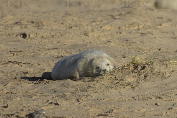 Grey seal (Halichoerus grypus) juvenile baby pup animal sleeping on a sandy beach in winter, England, United Kingdom