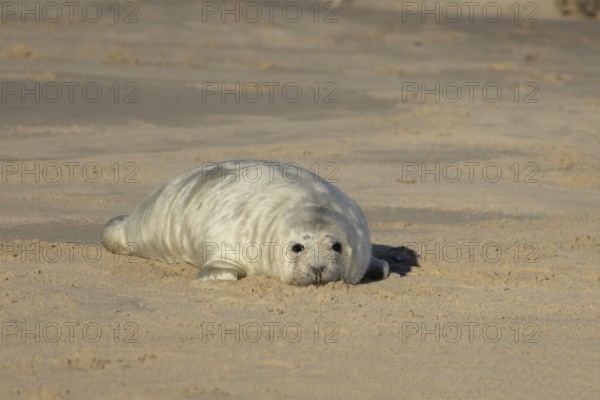 Grey seal (Halichoerus grypus) juvenile baby pup animal resting on the sand of a beach in winter, England, United Kingdom