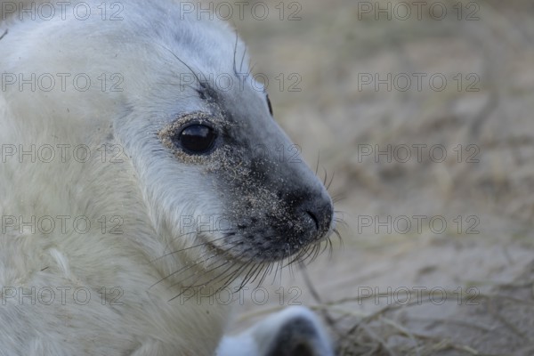 Grey seal (Halichoerus grypus) juvenile baby pup animal head portrait in winter, England, United Kingdom