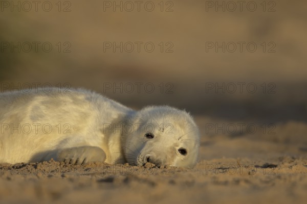 Grey seal (Halichoerus grypus) juvenile baby pup animal sleeping on a sand dune on a beach in winter, England, United Kingdom