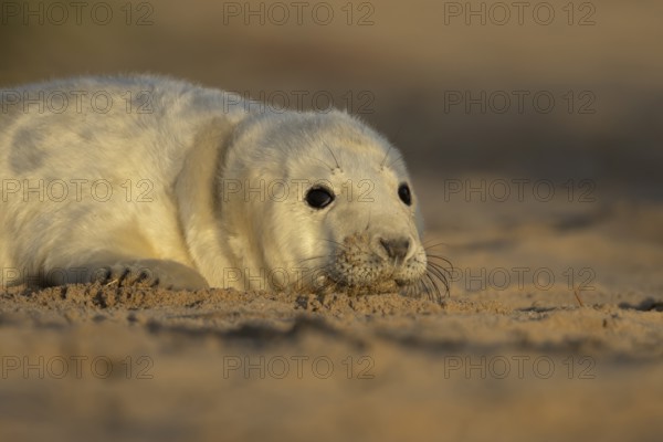 Grey seal (Halichoerus grypus) juvenile baby pup animal resting on a sand dune by a beach in winter, England, United Kingdom