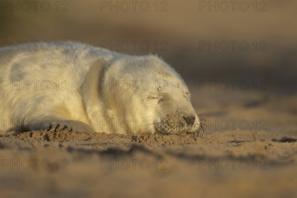 Grey seal (Halichoerus grypus) juvenile baby pup animal sleeping on a sand dune on a beach in winter, England, United Kingdom