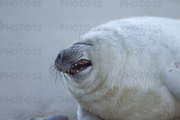 Grey seal (Halichoerus grypus) sleepy juvenile baby pup animal yawning on a sandy beach in winter, England, United Kingdom