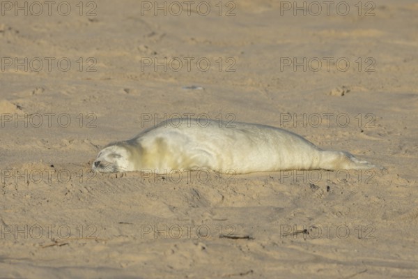 Grey seal (Halichoerus grypus) juvenile baby pup animal sleeping on a sandy beach in winter, England, United Kingdom
